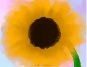 Sunflower Report Template